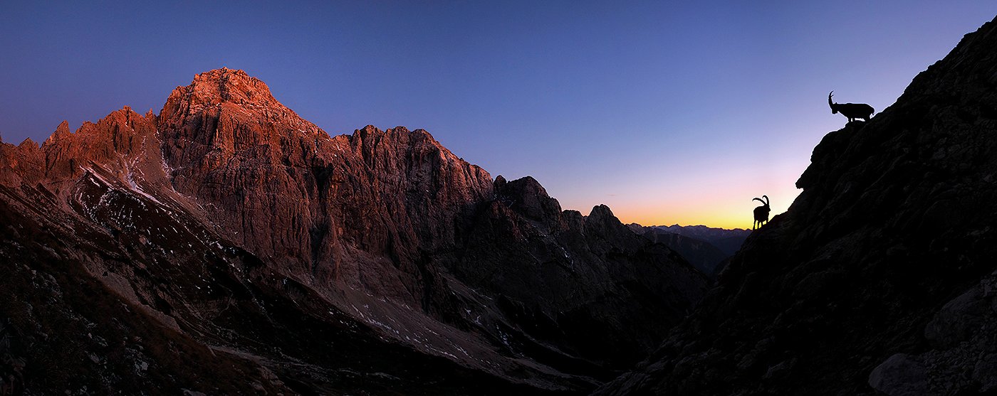 Two ibex in the sunset below Mount Razor